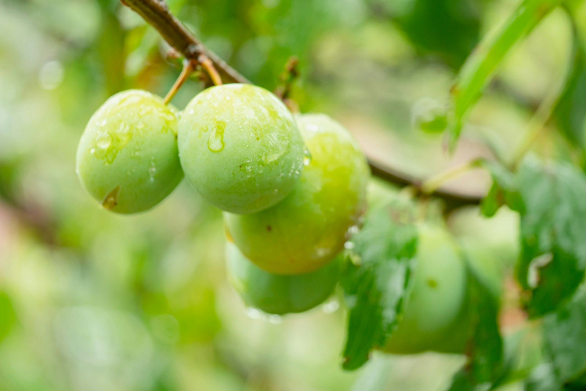 Ume (plum) tree with plums